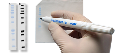 WesternSure Pen