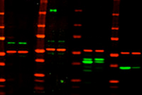 RNAi Analysis with NIR Fluorescence